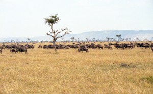 Kenia032