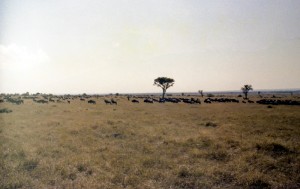 Kenia296